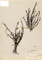 藏品(南湖碎雪草)的圖片